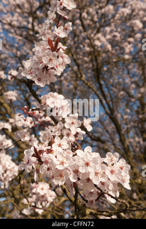Detail der wilden Lot Kirschblüten blühen im März Beginn der Frühlingszeit Stockfoto