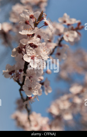 Detail der wilden Lot Kirschblüten blühen im März Beginn der Frühlingszeit Stockfoto