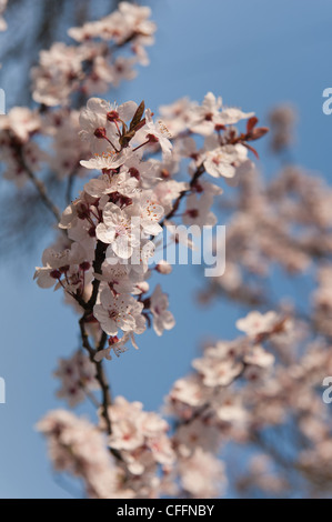 Detail der wilden Lot Kirschblüten blühen im März Beginn der Frühlingszeit Stockfoto
