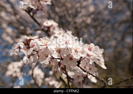 Detail der wilden Lot Kirschblüten blühen im März Beginn der Frühlingszeit Stockfoto