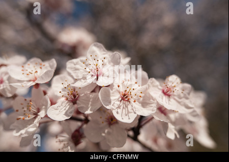 Detail der wilden Lot Kirschblüten blühen im März Beginn der Frühlingszeit Stockfoto