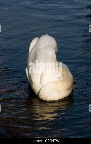 Höckerschwan (Cygnus Olor) mit seinem Kopf unter seine Fittiche Reinigung ist selbst auf dem Fluss Bure in Aylsham, Norfolk, England, UK Stockfoto