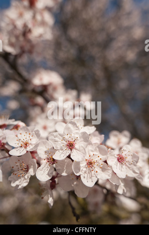 Detail der wilden Lot Kirschblüten blühen im März Beginn der Frühlingszeit Stockfoto