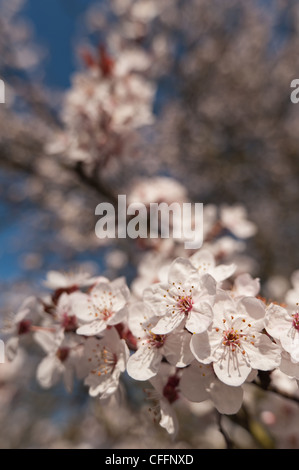Detail der wilden Lot Kirschblüten blühen im März Beginn der Frühlingszeit Stockfoto