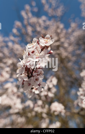 Detail der wilden Lot Kirschblüten blühen im März Beginn der Frühlingszeit Stockfoto