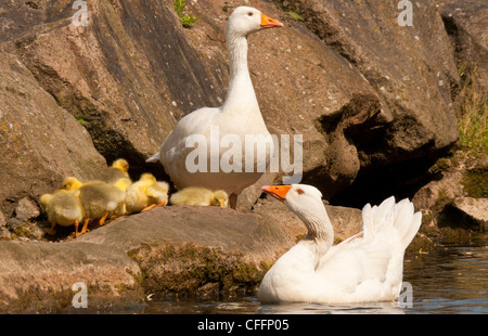 Weiße Embden und römischen Gänse mit fünf Gosling ist auf den Felsen am Fluss Bure in Aylsham, Norfolk, England, UK Stockfoto