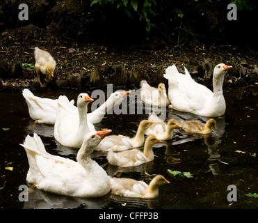 Vier weiße Embden und römischen Gänse mit sieben Gosling am Fluss Bure in Aylsham, Norfolk, England, UK Stockfoto