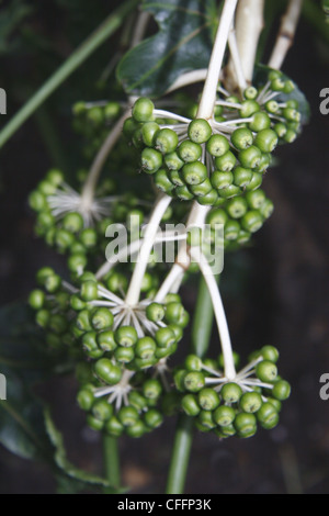 Falsche Rizinusöl-Pflanze wächst in Spa Green Garden, Rosebery Avenue, London, England, UK Fatsia japonica Stockfoto
