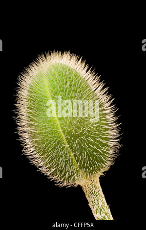 Orientalische Mohn Bud, geschlossen, Nahaufnahme (Papaver Orientale) auf schwarzem Hintergrund Stockfoto