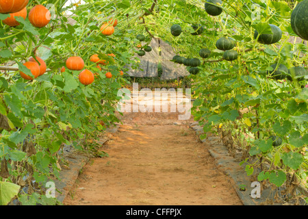 Kleine gelbgrün Kürbis an den Baum hängen Stockfoto