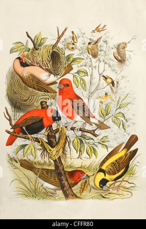 19. Jahrhundert-print Hand farbige afrikanische Webervögel von C T fühlte Stockfoto