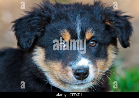 Australian Shepard Black-Tri Hund Welpe Stockfoto