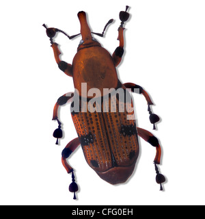 Henry Lin; Holz bohren Käfer Stockfoto