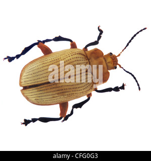 Henry Lin; Käfer Stockfoto