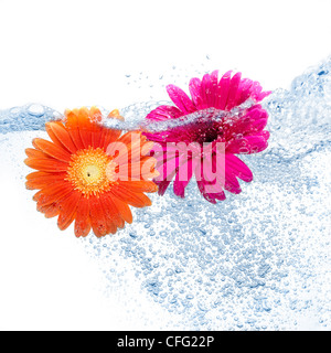 Zwei farbige Gänseblümchen ins Wasser auf rein Hintergrund Stockfoto