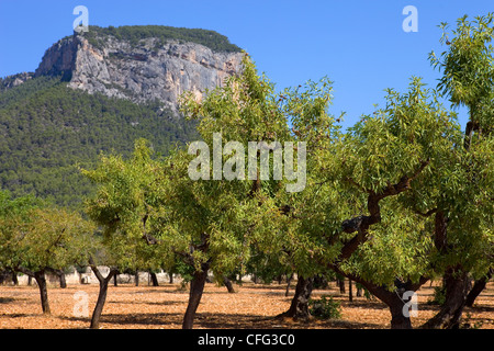 Olivenbäume aus Mallorca Boden von mediterranen Inseln von Spanien Stockfoto