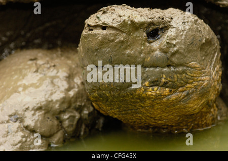 Galapagos-Riesenschildkröte schwelgen in Regen Wasser Pool, Hochland, Santa Cruz Insel, Galapagos-Inseln, Ecuador, Südamerika. Stockfoto