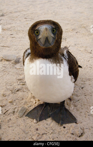 Nazca Tölpel Juvenile (ehemals maskierte Tölpel), Tower (Genovesa) Insel, Galapagos-Inseln, Ecuador, Südamerika. Stockfoto