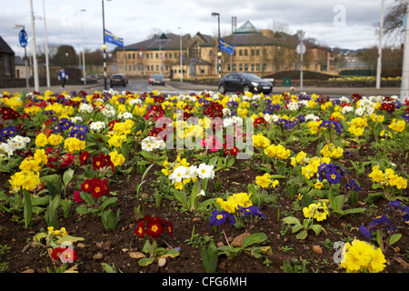Primula Frühlingsblumen gepflanzt im Rat Bereich vor Antrim Gerichtsgebäude Antrim Stadt Grafschaft Antrim Nordirland Vereinigtes Königreich Stockfoto