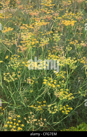 Bronze-leaved Fenchel in Blüte, Foeniculum Vulgare 'Purpureum' Stockfoto