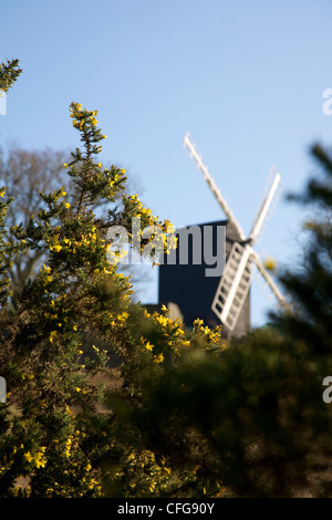 Blühender Ginster "Ulex Europaeus" Bush und Reigate Windmühle Postmill Kirche in Heide Reigate, Surrey im März Stockfoto