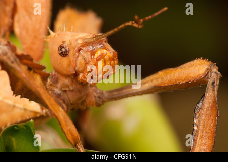 Nahaufnahme des Kopfes eine stachelige Stabheuschrecke (Extatosoma Tiaratum) Stockfoto