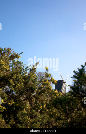 Blühender Ginster "Ulex Europaeus" Bush und Reigate Windmühle Postmill Kirche in Heide Reigate, Surrey im März Stockfoto