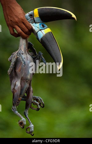 Weiße-throated oder Cuviers Tukane für Fleisch von Huaorani Indianer getötet. Yasuni Nationalpark, Amazonas, Ecuador Stockfoto