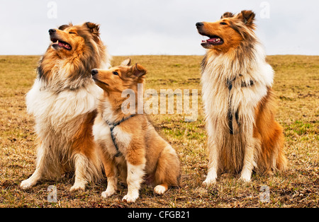 Amerikanische und britische Collie Hunde Stockfoto