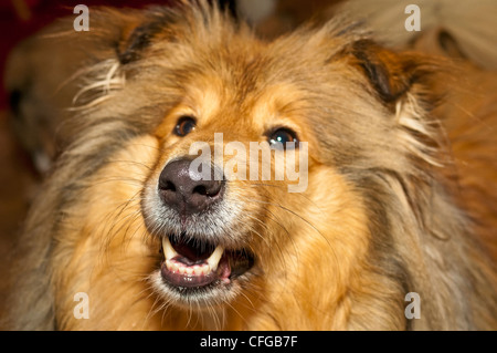 Britische wahr gezüchtet collie Stockfoto