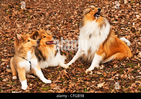 Amerikanische und britische Collie Hunde Stockfoto