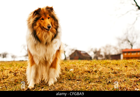 Britische wahr gezüchtet collie Stockfoto