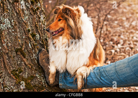 Britische wahr gezüchtet collie Stockfoto