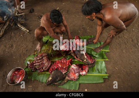 Huaorani Indianer Schlachten ein Peccary, die sie entweder Kochen oder Rauchen werden. Bameno Gemeinschaft, Yasuni, Amazonas, Ecuador Stockfoto