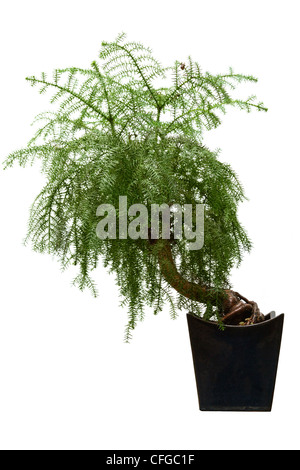 Immergrüne Bonsai auf weiß Stockfoto