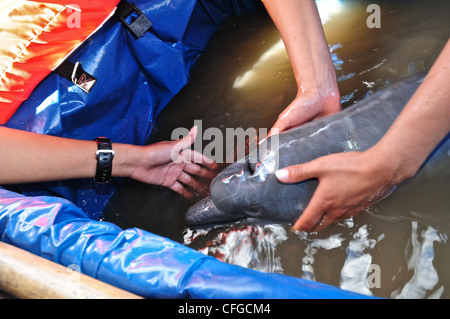 Rettung von einer illegal pochierte sterbende Baby rosa Flussdelfin. Stockfoto