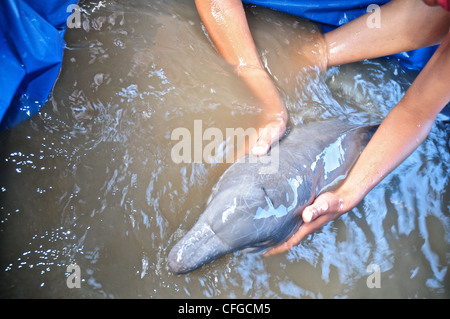 Rettung von einem sterbenden illegal pochiert Baby rosa Flussdelfin. Stockfoto