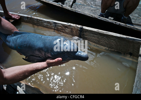 Rettung von einem sterbenden illegal pochiert Baby rosa Flussdelfin. Stockfoto