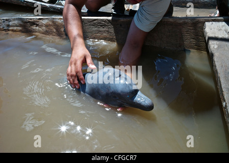 Rettung von einem sterbenden illegal pochiert Baby rosa Flussdelfin. Stockfoto