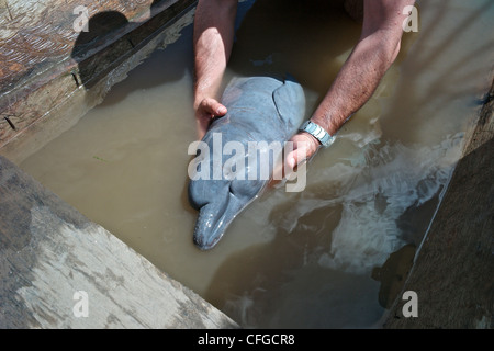 Rettung von einem sterbenden illegal pochiert Baby rosa Flussdelfin. Stockfoto