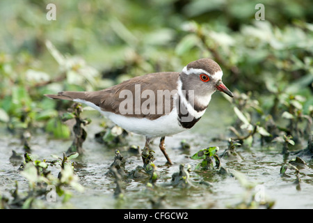 Ein drei-banded Regenpfeifer in Wasser (Charadrius Tricollaris) Stockfoto