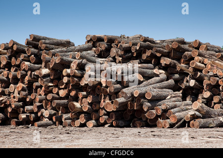Einen großen Stapel von frisch geschnittenen Protokolle Stockfoto
