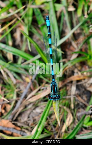 Eine südliche blaue Damselfly im Ruhezustand UK Stockfoto