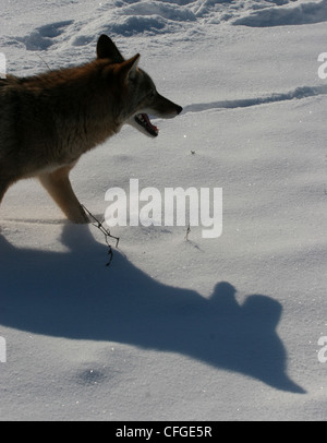 Kojoten jagen in schneebedeckten Feld Ohio Stockfoto