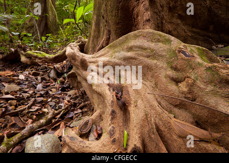 Wurzeln und Bäume im Regenwald in Serrania de San Blas-Berge in der Nähe von Burbayar, Provinz Panama, Republik von Panama. Stockfoto