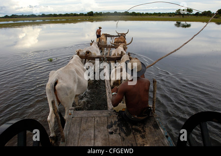 Ochsenkarren während des Hochwassers verwendet werden, wenn kein anderes Fahrzeug Terrains, zentrale Pantanal, Brasilien verwalten können Stockfoto