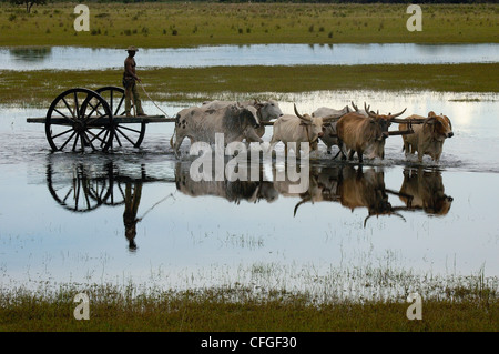 Ochsenkarren während des Hochwassers verwendet werden, wenn kein anderes Fahrzeug Terrains verwalten kann. Zentral-Pantanal, Brasilien Stockfoto