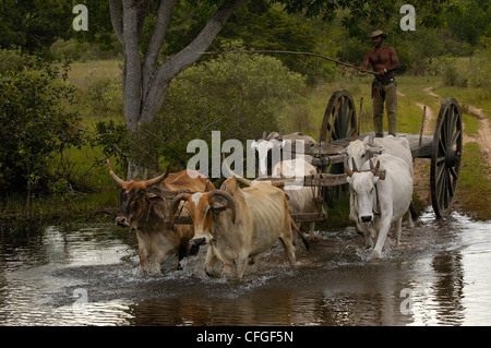 Ochsenkarren während des Hochwassers verwendet werden, wenn kein anderes Fahrzeug Terrains verwalten kann. Zentral-Pantanal, Brasilien Stockfoto