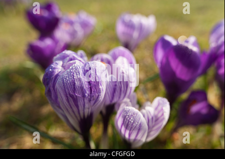 Violett und lila Krokusse niederländische Form Öffnung zwischen Duschen auf einer frühen Frühlingstag mit prominenten Anthere und Staubfäden Stockfoto