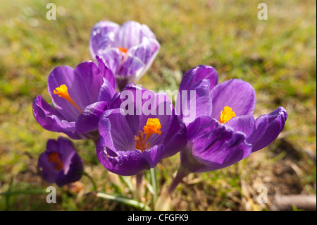 Violett und lila Krokusse niederländische Form Öffnung zwischen Duschen auf einer frühen Frühlingstag mit prominenten Anthere und Staubfäden Stockfoto